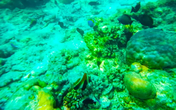 Esnórquel Las Maldivas Con Vistas Submarinas Peces Tropicales Corales Aguas — Foto de Stock