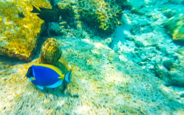 Snorkelen Malediven Met Onderwater Uitzicht Tropische Vissen Koralen Turquoise Wateren — Stockfoto