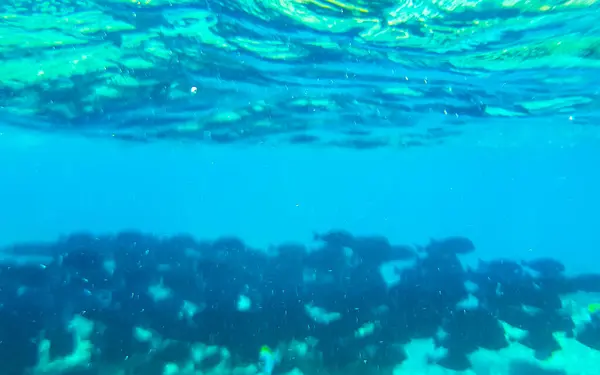 モルディブでのシュノーケリング ラスドーアトールモルディブのラスドー島のターコイズウォーターの熱帯魚のサンゴの水中景色 — ストック写真