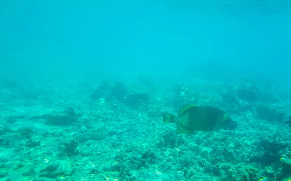 Ныряние Маской Трубкой Мальдивах Видом Тропические Рыбки Кораллы Бирюзовых Водах — стоковое фото