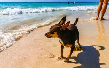 Meksikalı sevimli, kahverengi Rus oyuncak teriyer köpeği Playa del Carmen Quintana Roo Meksika sahilinde küçük bir sopayla oynamak istiyor..