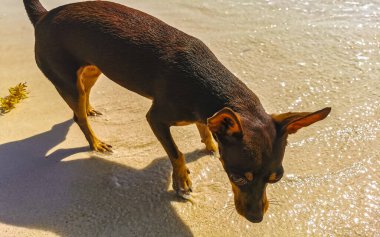 Meksikalı sevimli, kahverengi Rus oyuncak teriyer köpeği Playa del Carmen Quintana Roo Meksika sahilinde küçük bir sopayla oynamak istiyor..