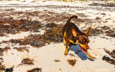 Meksikalı sevimli, sevimli, kahverengi Rus oyuncak teriyer köpeği Playa del Carmen Quintana Roo Meksika 'daki Sargazo Seagrass plajında küçük bir sopayla oynamak istiyor..