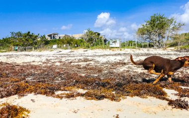 Meksikalı sevimli, sevimli, kahverengi Rus oyuncak teriyer köpeği Playa del Carmen Quintana Roo Meksika 'daki Sargazo Seagrass plajında küçük bir sopayla oynamak istiyor..