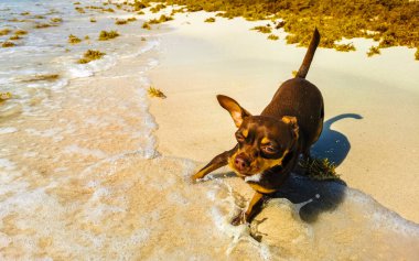 Meksikalı sevimli, sevimli, kahverengi Rus oyuncak teriyer köpeği Playa del Carmen Quintana Roo Meksika 'daki Sargazo Seagrass plajında küçük bir sopayla oynamak istiyor..