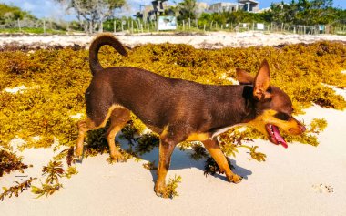 Meksikalı sevimli, sevimli, kahverengi Rus oyuncak teriyer köpeği Playa del Carmen Quintana Roo Meksika 'daki Sargazo Seagrass plajında küçük bir sopayla oynamak istiyor..
