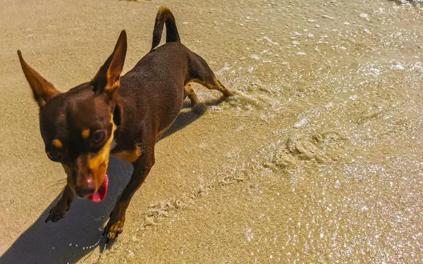 Mexikanische Niedliche Verspielte Braune Russische Spielzeug Terrier Hund Mit Einem — Stockfoto