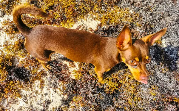メキシコのかわいい遊び心のある茶色のロシアのおもちゃのテリア犬は プラヤデルカルメンキンタナのサラソシーグラスのビーチで少し棒で遊びたい Roo Mexico — ストック写真