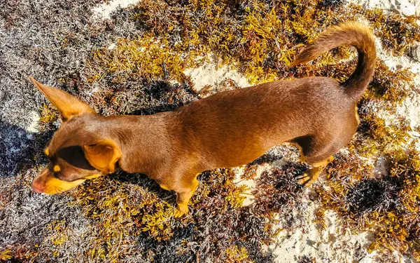 Meksikalı Sevimli Sevimli Kahverengi Rus Oyuncak Teriyer Köpeği Playa Del — Stok fotoğraf