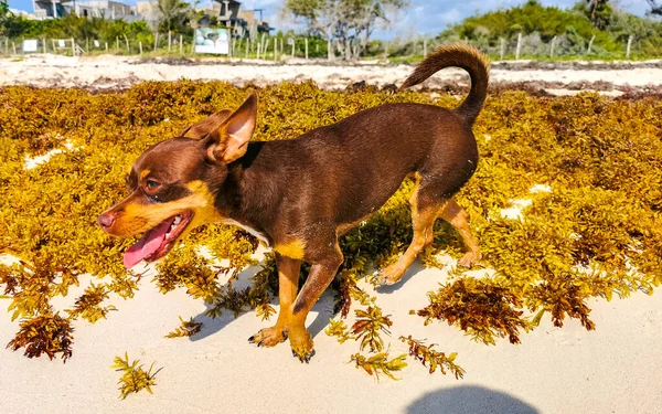 Mexicano Bonito Brincalhão Marrom Russo Brinquedo Terrier Cão Quer Jogar — Fotografia de Stock