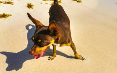 Meksikalı sevimli, kahverengi Rus oyuncak teriyer köpeği Playa del Carmen Quintana Roo Meksika sahilinde küçük bir sopayla oynamak istiyor..