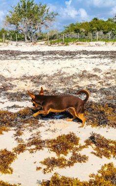 Meksikalı sevimli, sevimli, kahverengi Rus oyuncak teriyer köpeği Playa del Carmen Quintana Roo Meksika 'daki Sargazo Seagrass plajında küçük bir sopayla oynamak istiyor..