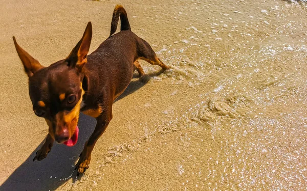 墨西哥卡门金塔纳罗奥州的海滩上 墨西哥可爱有趣的棕色俄罗斯玩具小狗想用一根小棍子玩耍 — 图库照片