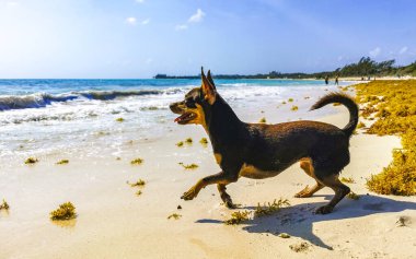 Meksikalı sevimli, sevimli, kahverengi Rus oyuncak teriyer köpeği Playa del Carmen Quintana Roo Meksika 'daki Sargazo Seagrass plajında küçük bir sopayla oynamak istiyor..