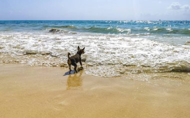 Meksikalı sevimli, kahverengi Rus oyuncak teriyer köpeği Playa del Carmen Quintana Roo Meksika sahilinde küçük bir sopayla oynamak istiyor..
