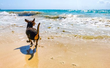 Meksikalı sevimli, kahverengi Rus oyuncak teriyer köpeği Playa del Carmen Quintana Roo Meksika sahilinde küçük bir sopayla oynamak istiyor..