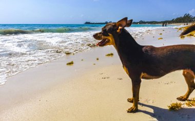 Meksikalı sevimli, kahverengi Rus oyuncak teriyer köpeği Playa del Carmen Quintana Roo Meksika sahilinde küçük bir sopayla oynamak istiyor..