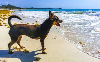 Meksikalı sevimli, sevimli, kahverengi Rus oyuncak teriyer köpeği Playa del Carmen Quintana Roo Meksika 'daki Sargazo Seagrass plajında küçük bir sopayla oynamak istiyor..