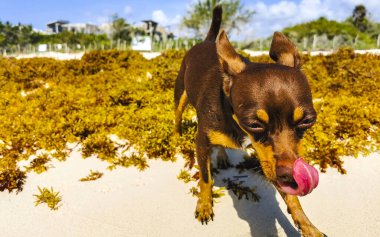 Meksikalı sevimli, sevimli, kahverengi Rus oyuncak teriyer köpeği Playa del Carmen Quintana Roo Meksika 'daki Sargazo Seagrass plajında küçük bir sopayla oynamak istiyor..