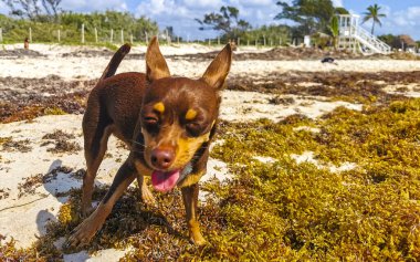Meksikalı sevimli, sevimli, kahverengi Rus oyuncak teriyer köpeği Playa del Carmen Quintana Roo Meksika 'daki Sargazo Seagrass plajında küçük bir sopayla oynamak istiyor..