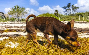 Meksikalı sevimli, sevimli, kahverengi Rus oyuncak teriyer köpeği Playa del Carmen Quintana Roo Meksika 'daki Sargazo Seagrass plajında küçük bir sopayla oynamak istiyor..