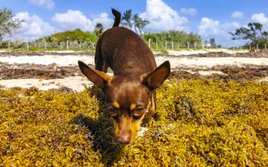 Meksikalı sevimli, sevimli, kahverengi Rus oyuncak teriyer köpeği Playa del Carmen Quintana Roo Meksika 'daki Sargazo Seagrass plajında küçük bir sopayla oynamak istiyor..