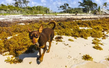 Meksikalı sevimli, sevimli, kahverengi Rus oyuncak teriyer köpeği Playa del Carmen Quintana Roo Meksika 'daki Sargazo Seagrass plajında küçük bir sopayla oynamak istiyor..
