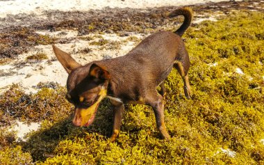 Meksikalı sevimli, sevimli, kahverengi Rus oyuncak teriyer köpeği Playa del Carmen Quintana Roo Meksika 'daki Sargazo Seagrass plajında küçük bir sopayla oynamak istiyor..