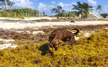 Meksikalı sevimli, sevimli, kahverengi Rus oyuncak teriyer köpeği Playa del Carmen Quintana Roo Meksika 'daki Sargazo Seagrass plajında küçük bir sopayla oynamak istiyor..