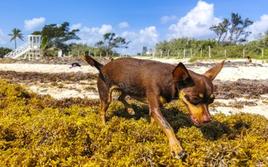 Meksikalı sevimli, sevimli, kahverengi Rus oyuncak teriyer köpeği Playa del Carmen Quintana Roo Meksika 'daki Sargazo Seagrass plajında küçük bir sopayla oynamak istiyor..