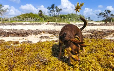 Meksikalı sevimli, sevimli, kahverengi Rus oyuncak teriyer köpeği Playa del Carmen Quintana Roo Meksika 'daki Sargazo Seagrass plajında küçük bir sopayla oynamak istiyor..