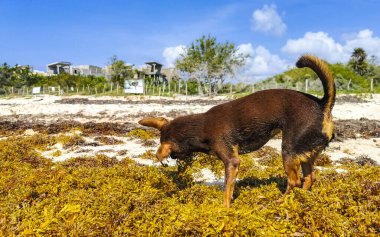 Meksikalı sevimli, sevimli, kahverengi Rus oyuncak teriyer köpeği Playa del Carmen Quintana Roo Meksika 'daki Sargazo Seagrass plajında küçük bir sopayla oynamak istiyor..