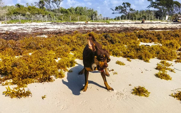 Meksikalı sevimli, sevimli, kahverengi Rus oyuncak teriyer köpeği Playa del Carmen Quintana Roo Meksika 'daki Sargazo Seagrass plajında küçük bir sopayla oynamak istiyor..