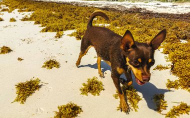 Meksikalı sevimli, sevimli, kahverengi Rus oyuncak teriyer köpeği Playa del Carmen Quintana Roo Meksika 'daki Sargazo Seagrass plajında küçük bir sopayla oynamak istiyor..