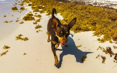 Meksikalı sevimli, sevimli, kahverengi Rus oyuncak teriyer köpeği Playa del Carmen Quintana Roo Meksika 'daki Sargazo Seagrass plajında küçük bir sopayla oynamak istiyor..