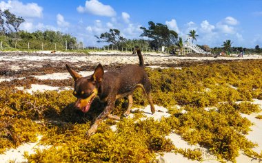 Meksikalı sevimli, sevimli, kahverengi Rus oyuncak teriyer köpeği Playa del Carmen Quintana Roo Meksika 'daki Sargazo Seagrass plajında küçük bir sopayla oynamak istiyor..