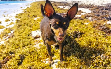 Meksikalı sevimli, sevimli, kahverengi Rus oyuncak teriyer köpeği Playa del Carmen Quintana Roo Meksika 'daki Sargazo Seagrass plajında küçük bir sopayla oynamak istiyor..