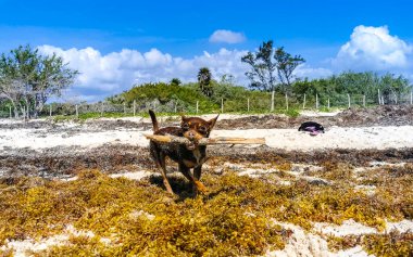 Meksikalı sevimli, sevimli, kahverengi Rus oyuncak teriyer köpeği Playa del Carmen Quintana Roo Meksika 'daki Sargazo Seagrass plajında küçük bir sopayla oynamak istiyor..