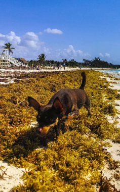 Meksikalı sevimli, sevimli, kahverengi Rus oyuncak teriyer köpeği Playa del Carmen Quintana Roo Meksika 'daki Sargazo Seagrass plajında küçük bir sopayla oynamak istiyor..