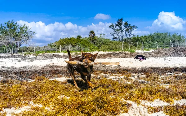 Meksikalı sevimli, sevimli, kahverengi Rus oyuncak teriyer köpeği Playa del Carmen Quintana Roo Meksika 'daki Sargazo Seagrass plajında küçük bir sopayla oynamak istiyor..