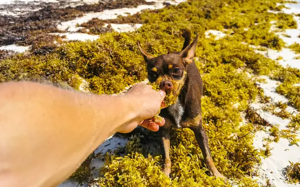 Mexikanska Söt Lekfull Brun Rysk Leksak Terrier Hund Vill Leka — Stockfoto