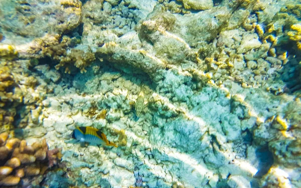 Snorkeling Maldives Underwater Views Tropical Fish Corals Turquoise Waters Rasdhoo — Stock Photo, Image