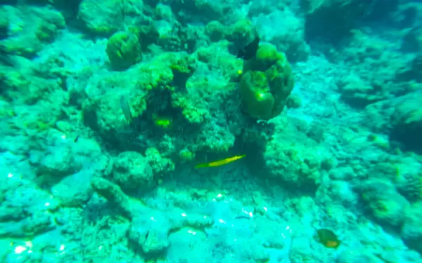 在马尔代夫潜水 俯瞰着拉什德沃环礁岛上绿松石水域的热带鱼珊瑚 — 图库照片