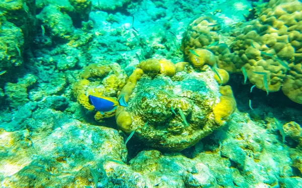 Snorkeling Nelle Maldive Con Vista Subacquea Sui Pesci Tropicali Coralli — Foto Stock