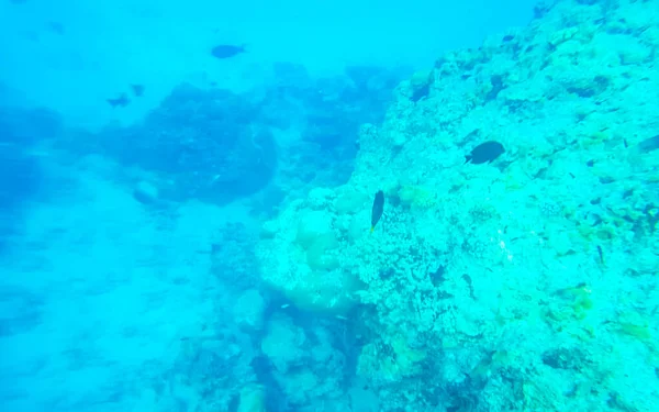 Schnorcheln Auf Den Malediven Mit Unterwasserblick Auf Tropische Fischarten Türkisfarbenem — Stockfoto