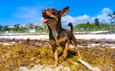 Meksikalı sevimli, sevimli, kahverengi Rus oyuncak teriyer köpeği Playa del Carmen Quintana Roo Meksika 'daki Sargazo Seagrass plajında küçük bir sopayla oynamak istiyor..