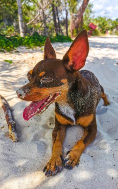 Meksikalı sevimli, kahverengi Rus oyuncak teriyer köpeği Playa del Carmen Quintana Roo Meksika sahilinde küçük bir sopayla oynamak istiyor..