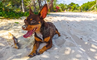 Meksikalı sevimli, kahverengi Rus oyuncak teriyer köpeği Playa del Carmen Quintana Roo Meksika sahilinde küçük bir sopayla oynamak istiyor..