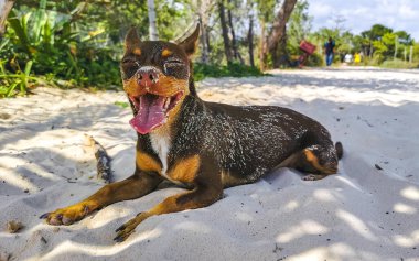 Meksikalı sevimli, kahverengi Rus oyuncak teriyer köpeği Playa del Carmen Quintana Roo Meksika sahilinde küçük bir sopayla oynamak istiyor..