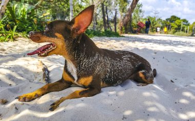 Meksikalı sevimli, kahverengi Rus oyuncak teriyer köpeği Playa del Carmen Quintana Roo Meksika sahilinde küçük bir sopayla oynamak istiyor..